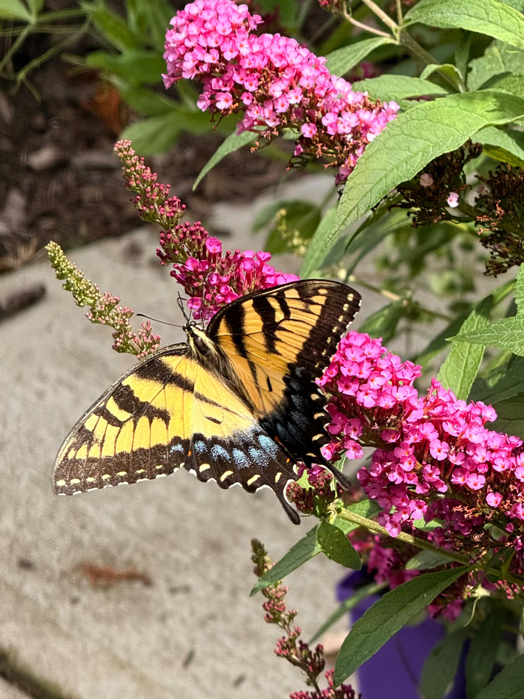 A butterfly with yellow and black wings is perched on vibrant pink flowers.