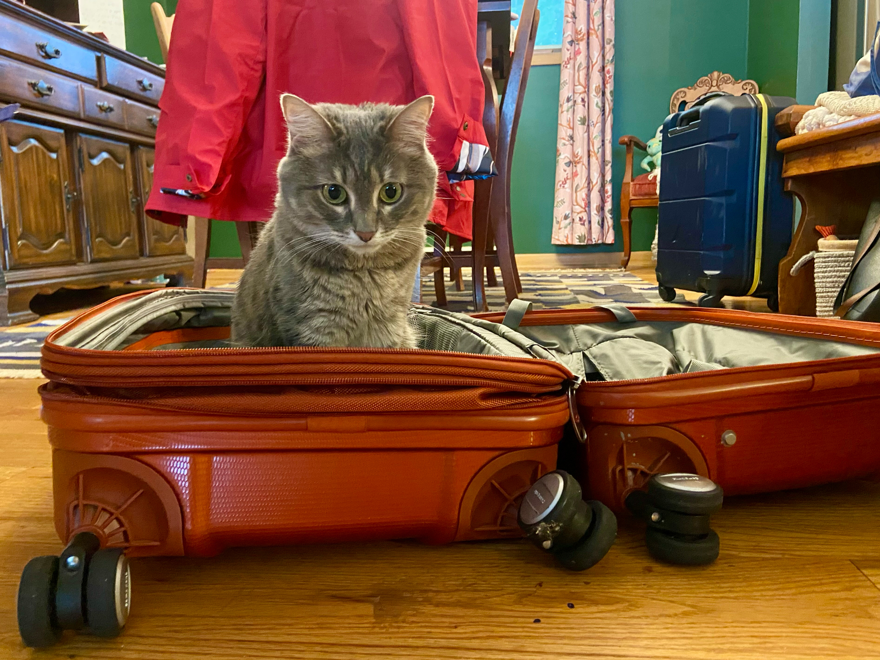 A gray cat is sitting inside an open orange suitcase in a room with various pieces of furniture and other luggage.