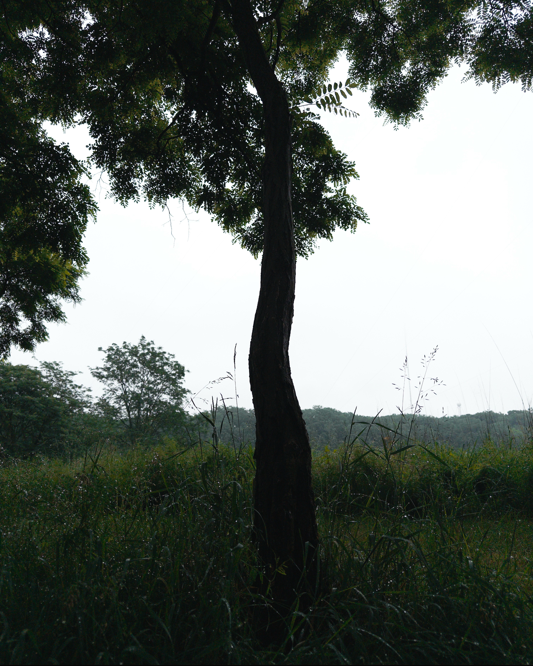 A silhouetted tree trunk stands against a backdrop of lush greenery and a cloudy sky.
