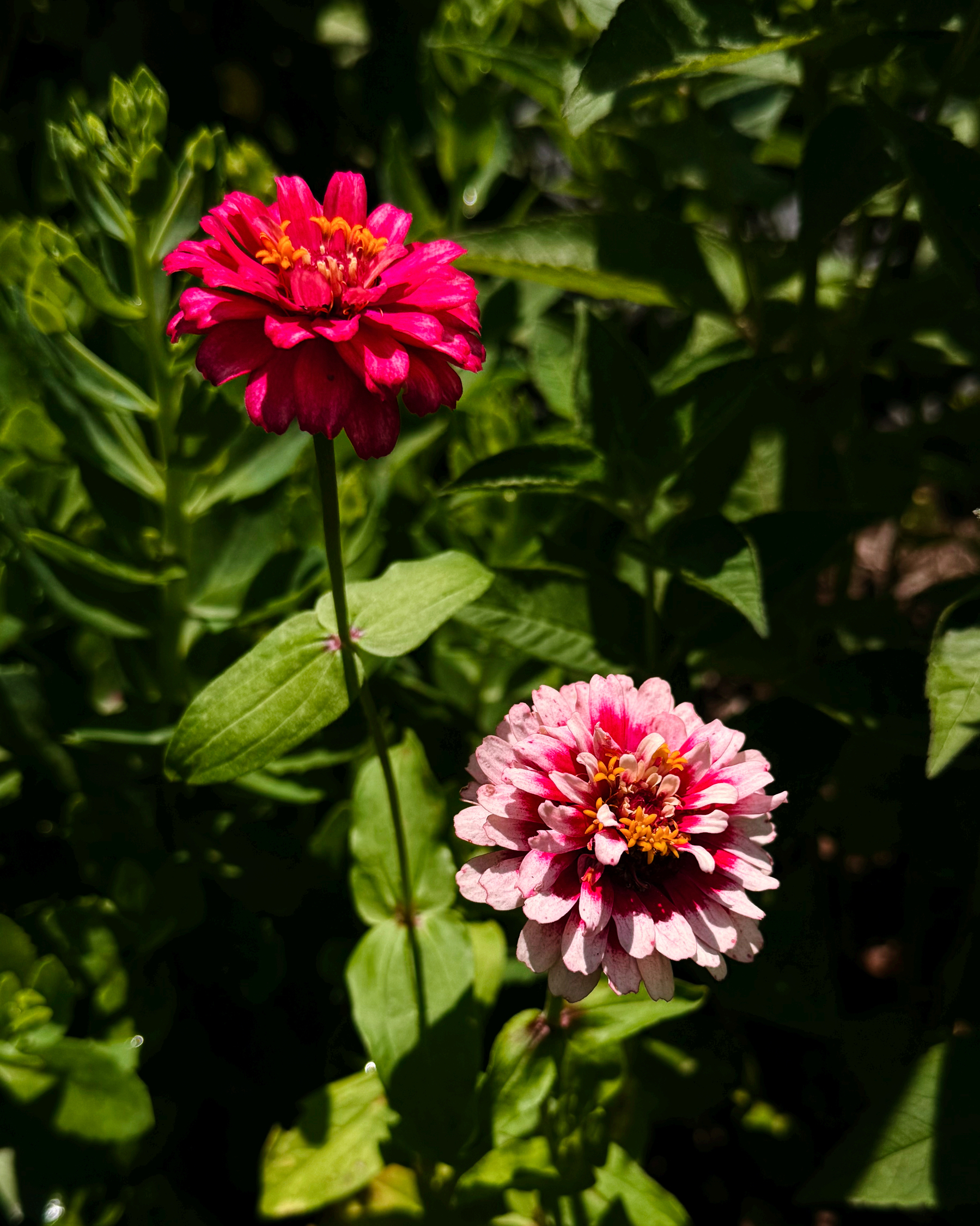 Two vibrant flowers, one red and one pink, bloom amidst lush green foliage.