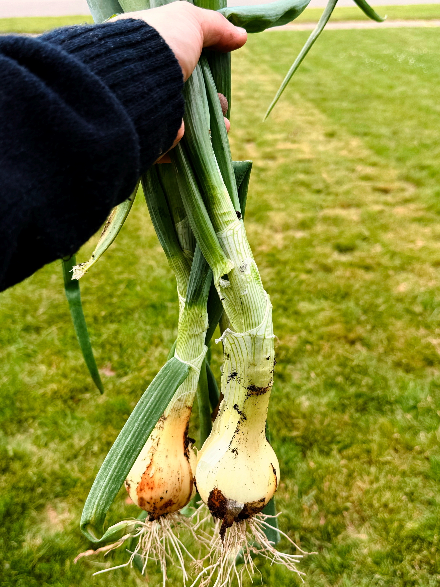 A hand holds two freshly harvested onions with green stems above a grassy background.
