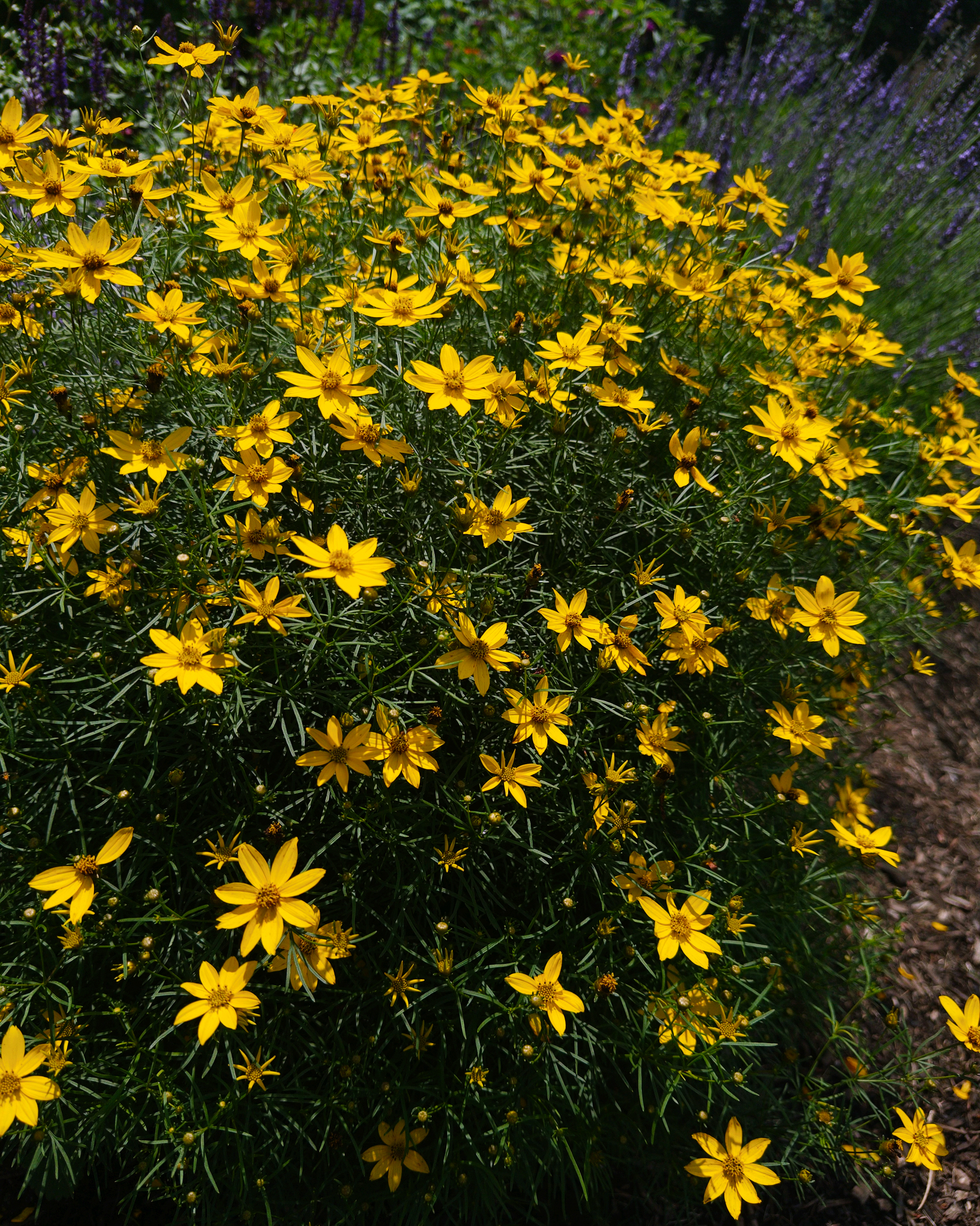 A cluster of vibrant yellow flowers is blooming amidst lush green foliage.
